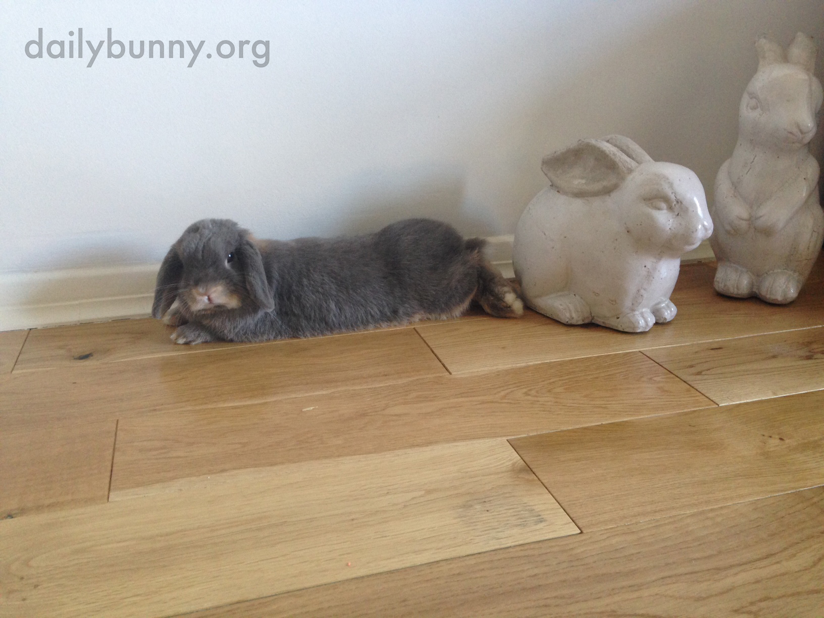 Can't a Grumpy Bunny Just Lie Down without a Human Ooh-ing and Aww-ing and Taking Pictures? 2
