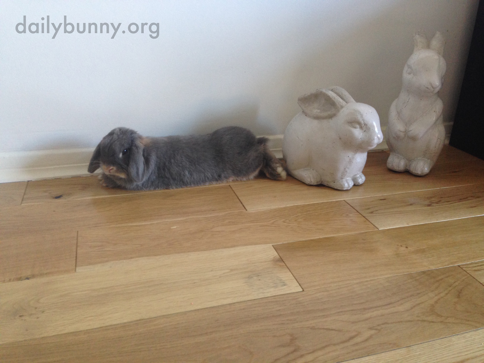 Can't a Grumpy Bunny Just Lie Down without a Human Ooh-ing and Aww-ing and Taking Pictures? 3