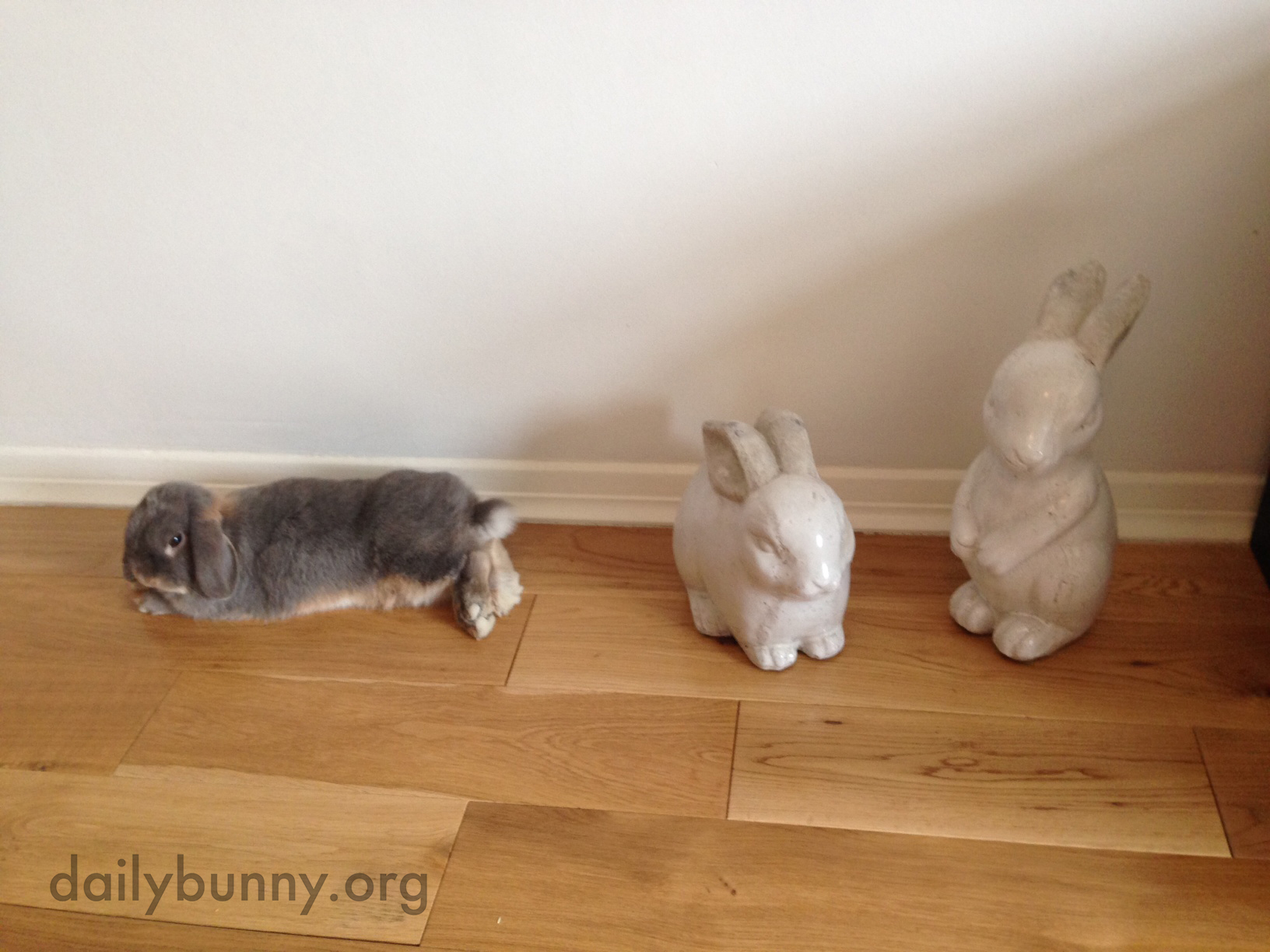 Can't a Grumpy Bunny Just Lie Down without a Human Ooh-ing and Aww-ing and Taking Pictures? 4