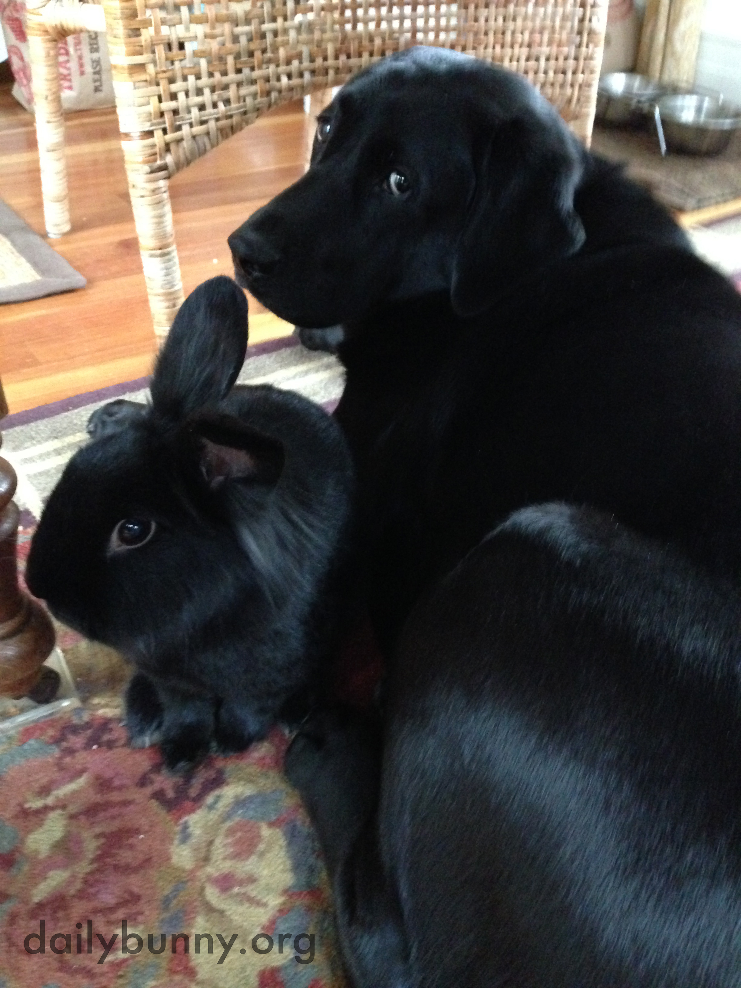 Bunny and His Dog Friend Are Two of a Kind