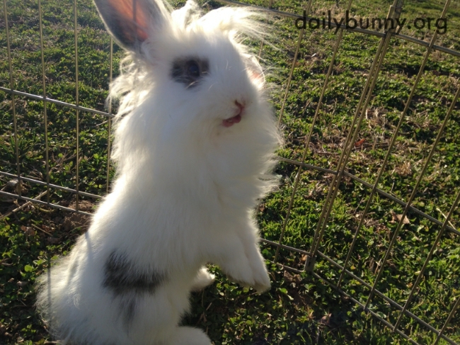 Bunny Sticks His Tongue Out to Taste the Fresh Air