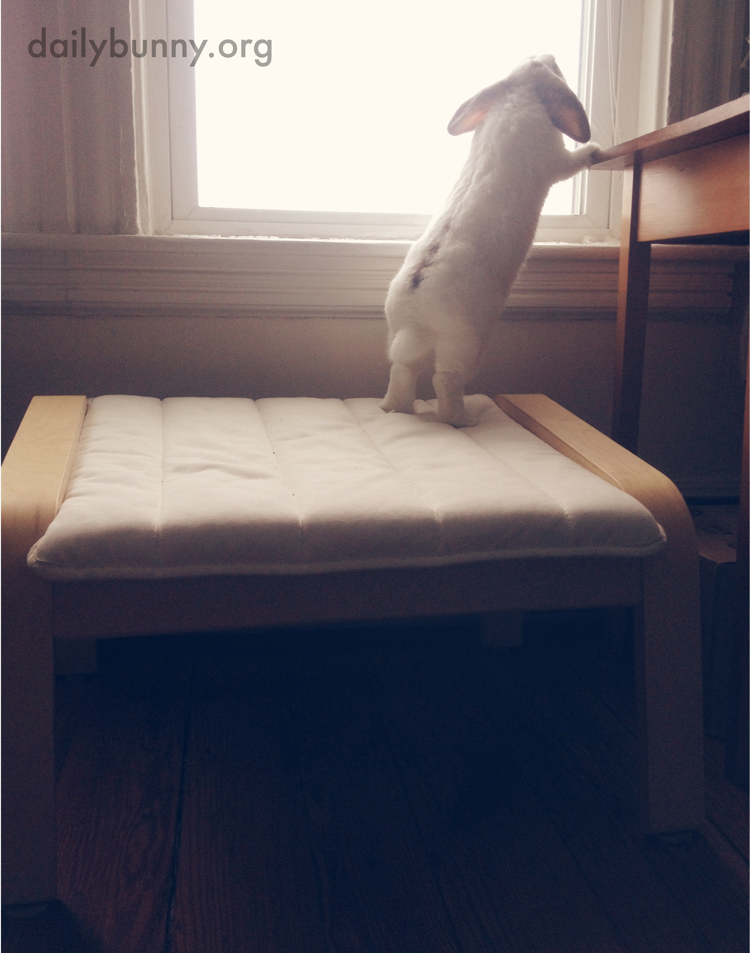 Bunny Is Curious About What's on the Other Side of the Window 2