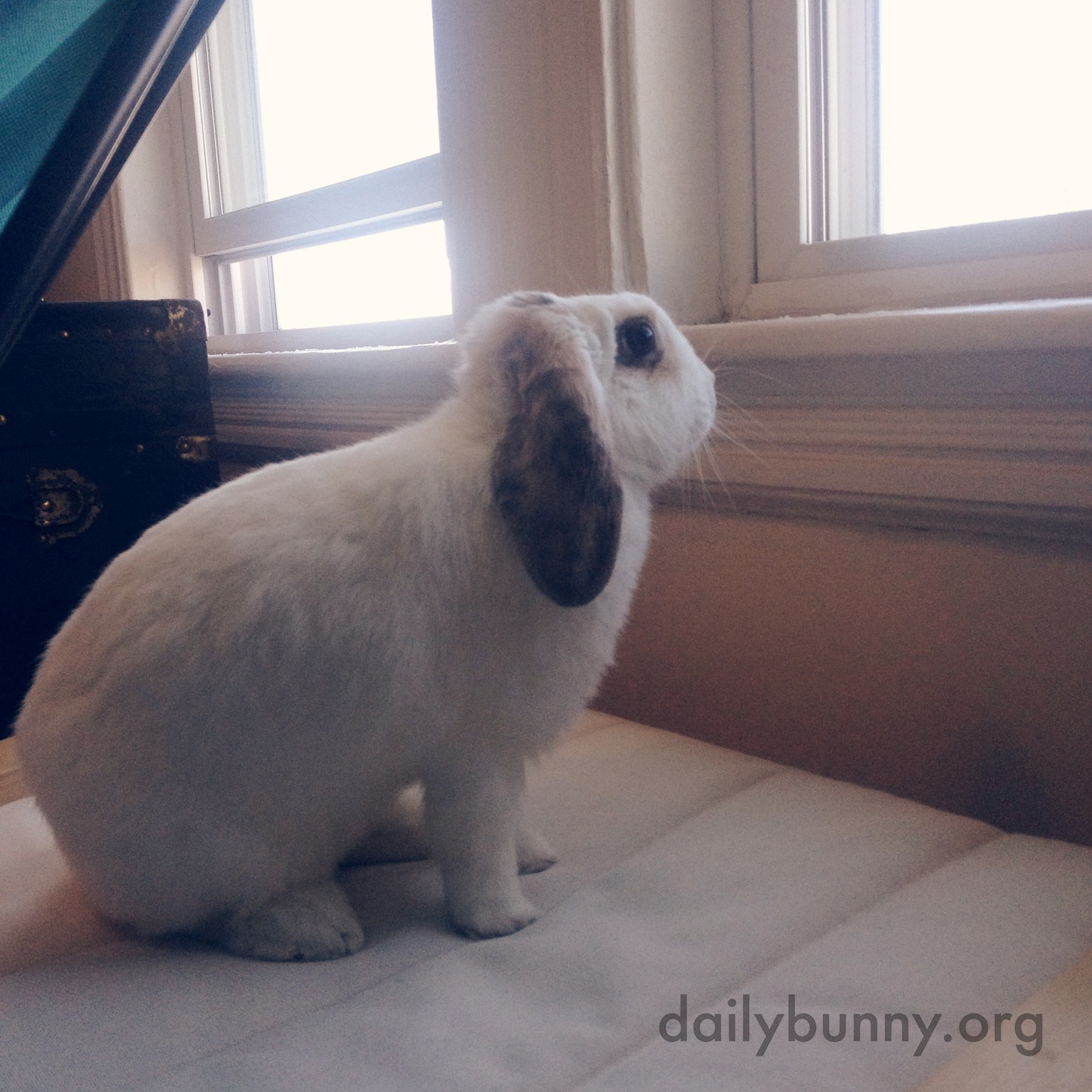 Bunny Is Curious About What's on the Other Side of the Window 1