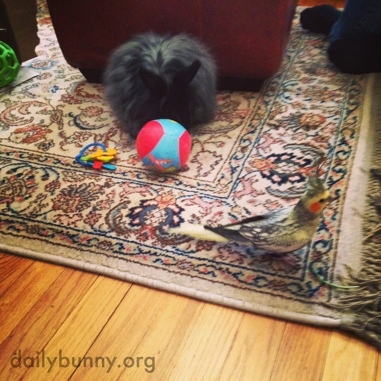 Bunny, That Ball Will Not Keep You Hidden from the Bird