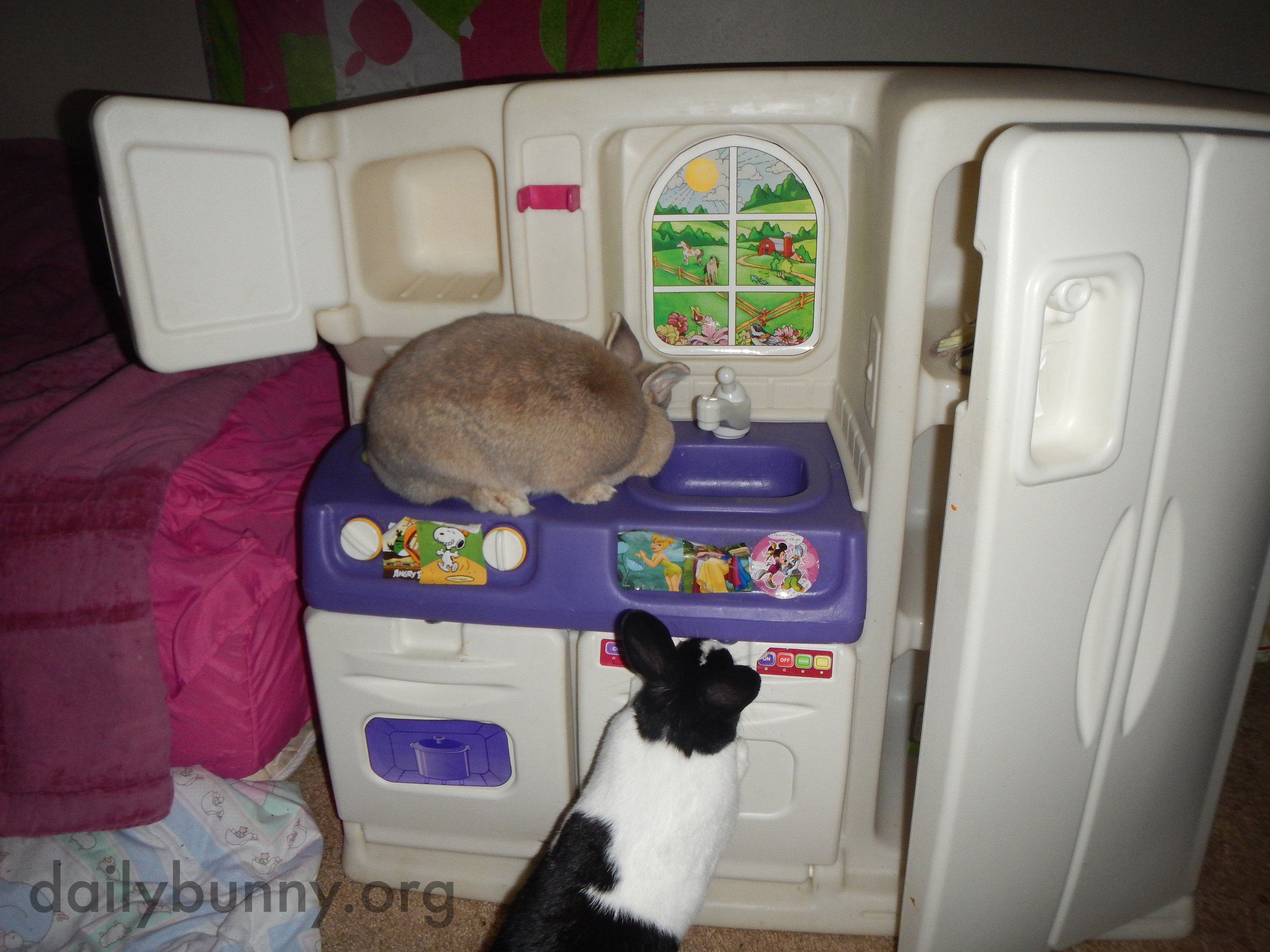 Bunnies Explore a Kitchen That's a Little More Bunny-Sized 1