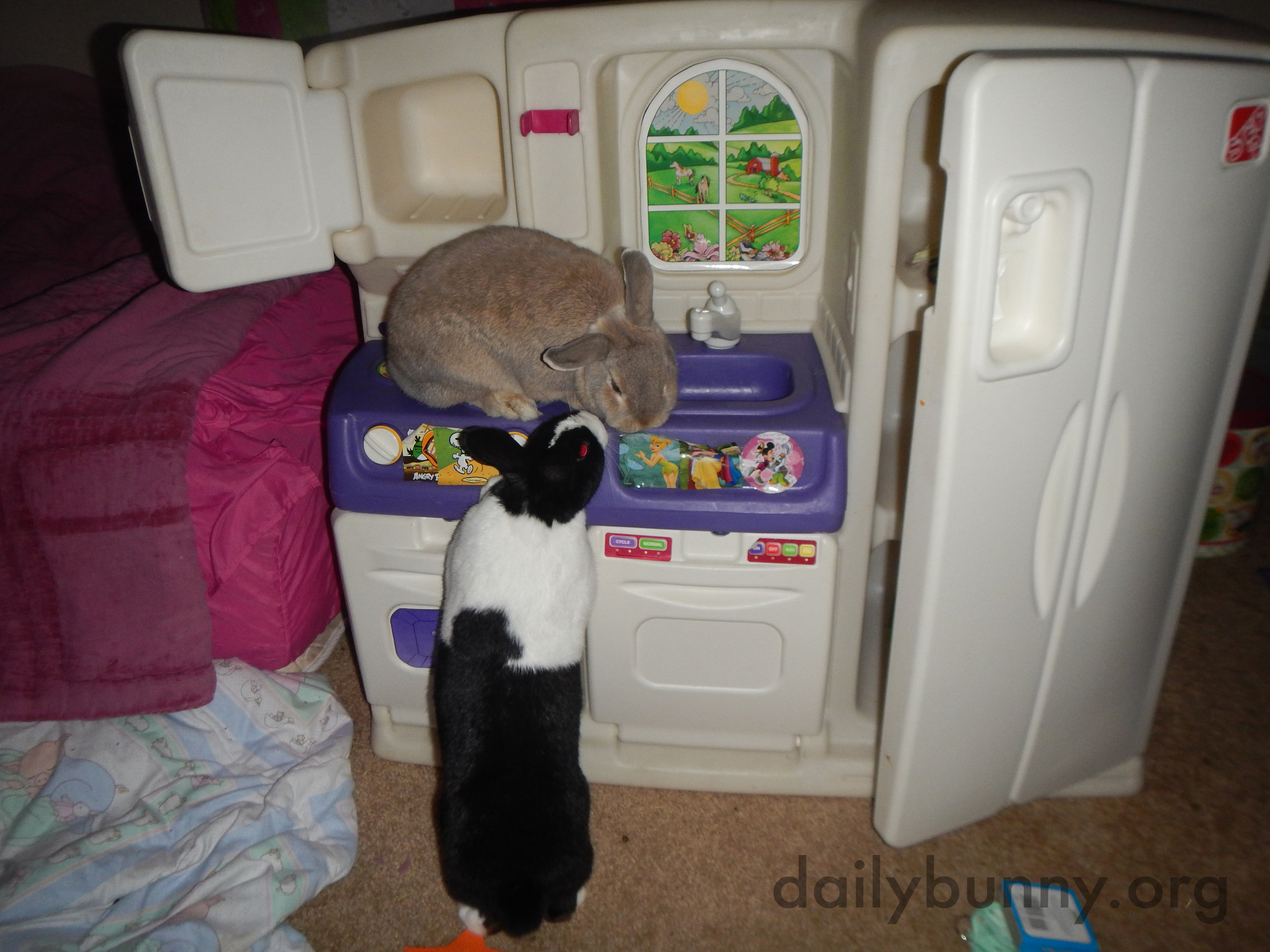 Bunnies Explore a Kitchen That's a Little More Bunny-Sized 2