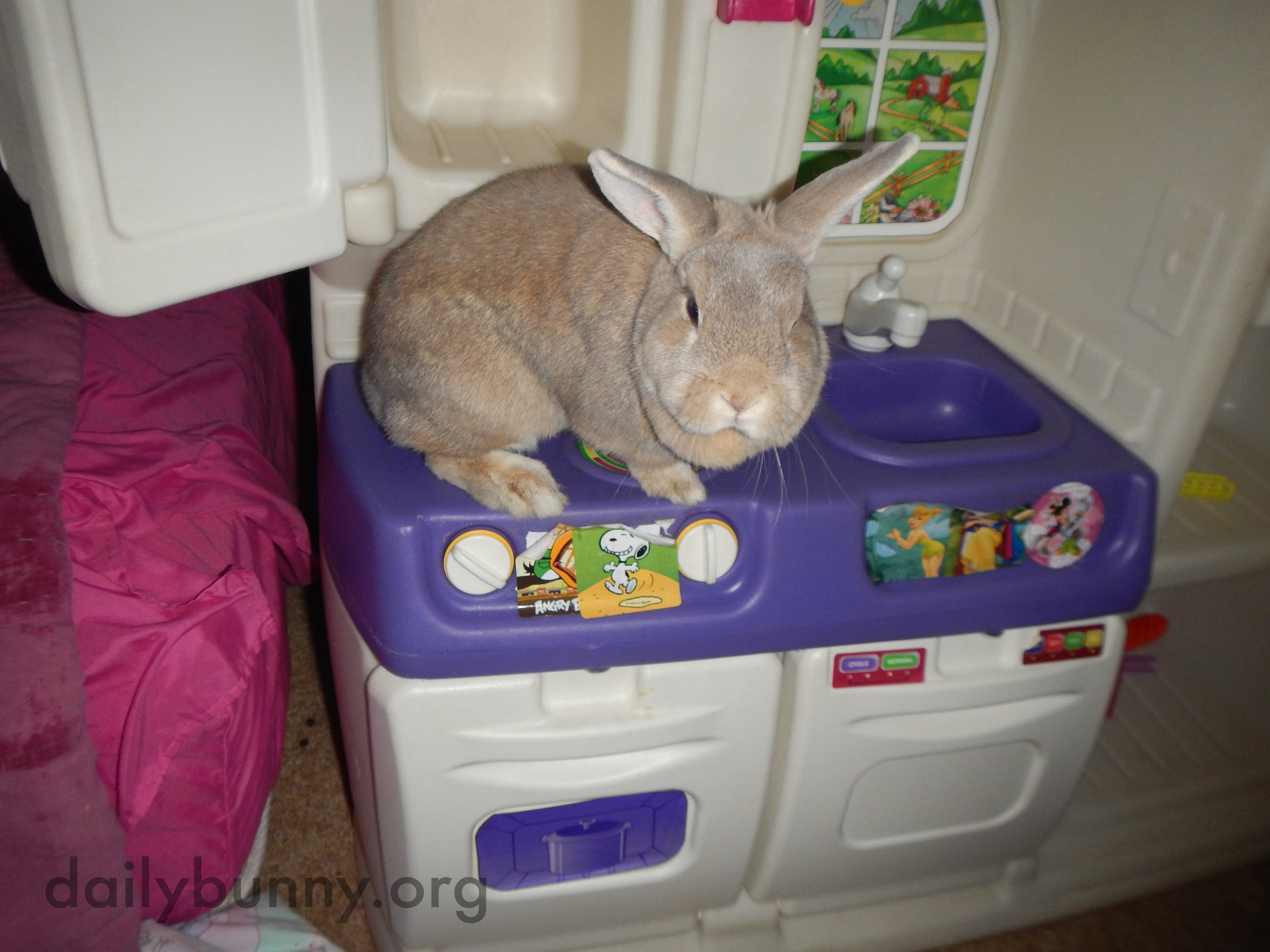 Bunnies Explore a Kitchen That's a Little More Bunny-Sized 3
