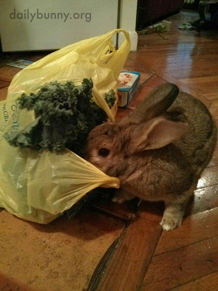 Bunny Very Considerately Helps His Human Unload the Groceries