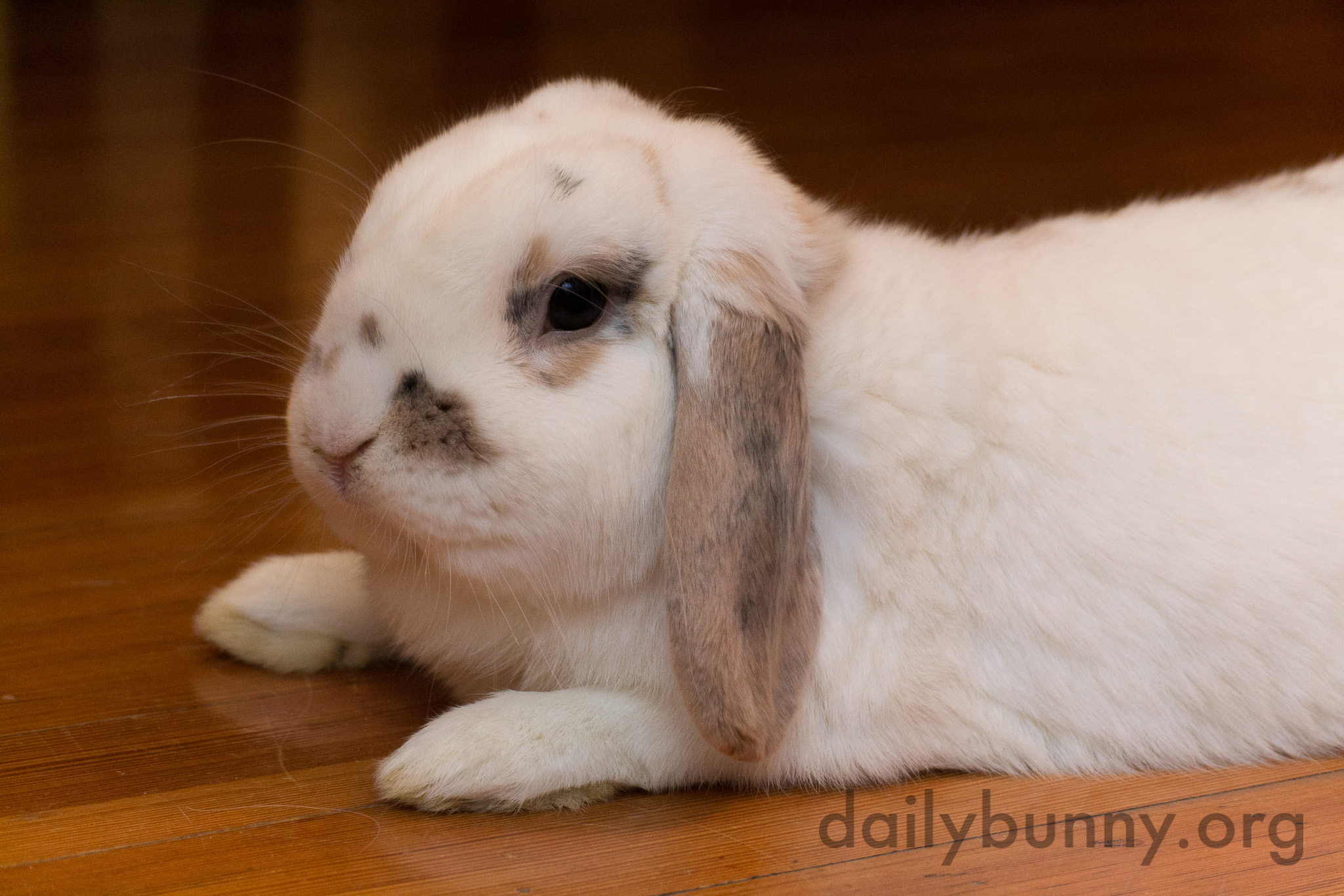 Bunny Cools Down on the Floor Before Jumping Back Up to Run Around Again