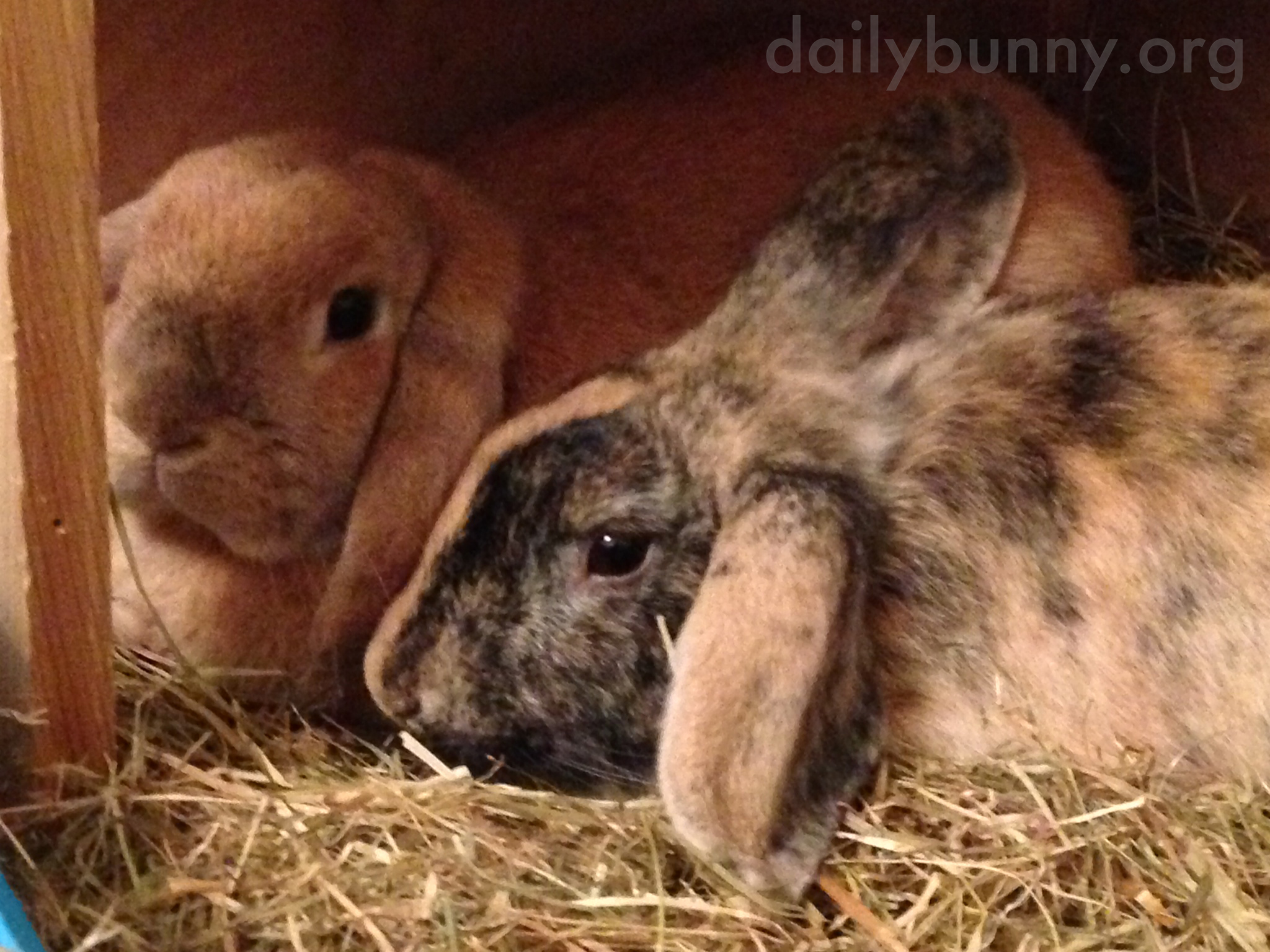 Bunnies Quietly, Peacefully Lie Together