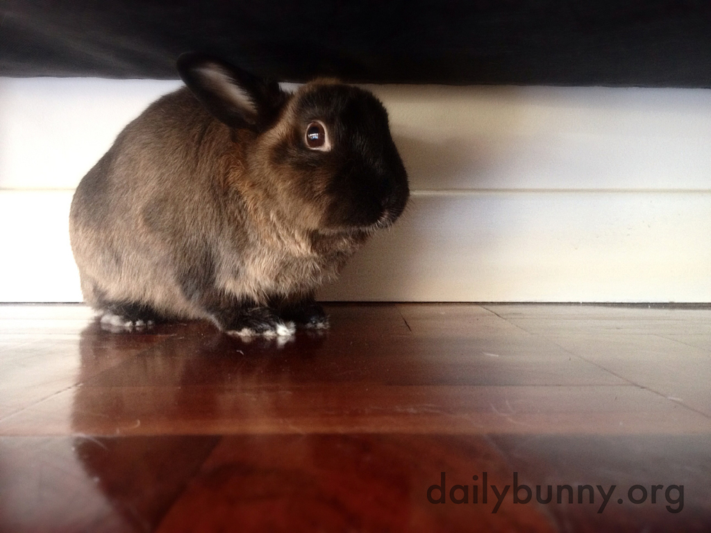 Surprised Bunny Didn't Think Human Knew About His Secret Hiding Place