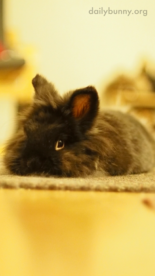 Fuzzy Bunny Is One with the Rug