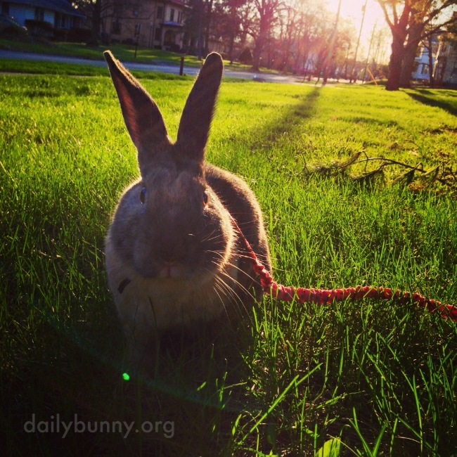 All Right, Human, One Photo - Then We Hop and Run and Binky!