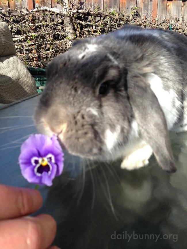 Yes, Bunny Will Accept This Delicious Offering of Pansy, Thank You 1