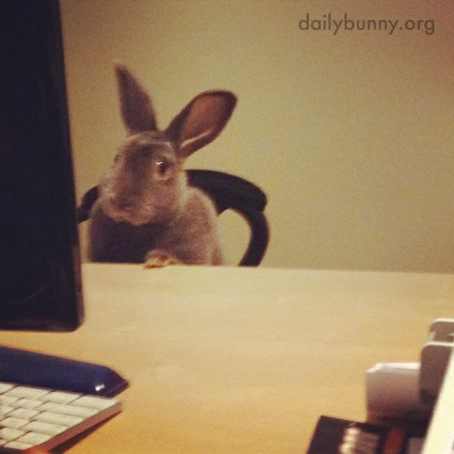 Bunny Is Hard at Work at the Bunny Business Bureau