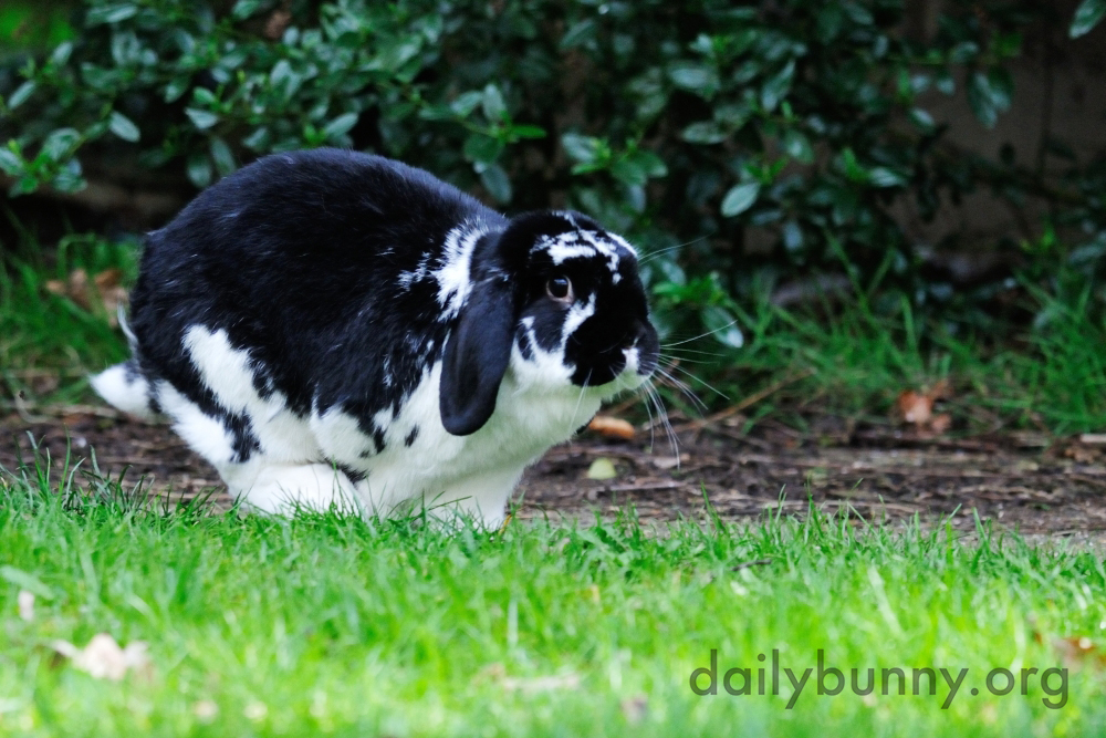 Bunnies Catch Some Air, Taste Some Plants, and Otherwise Explore and Enjoy the Great Outdoors 2