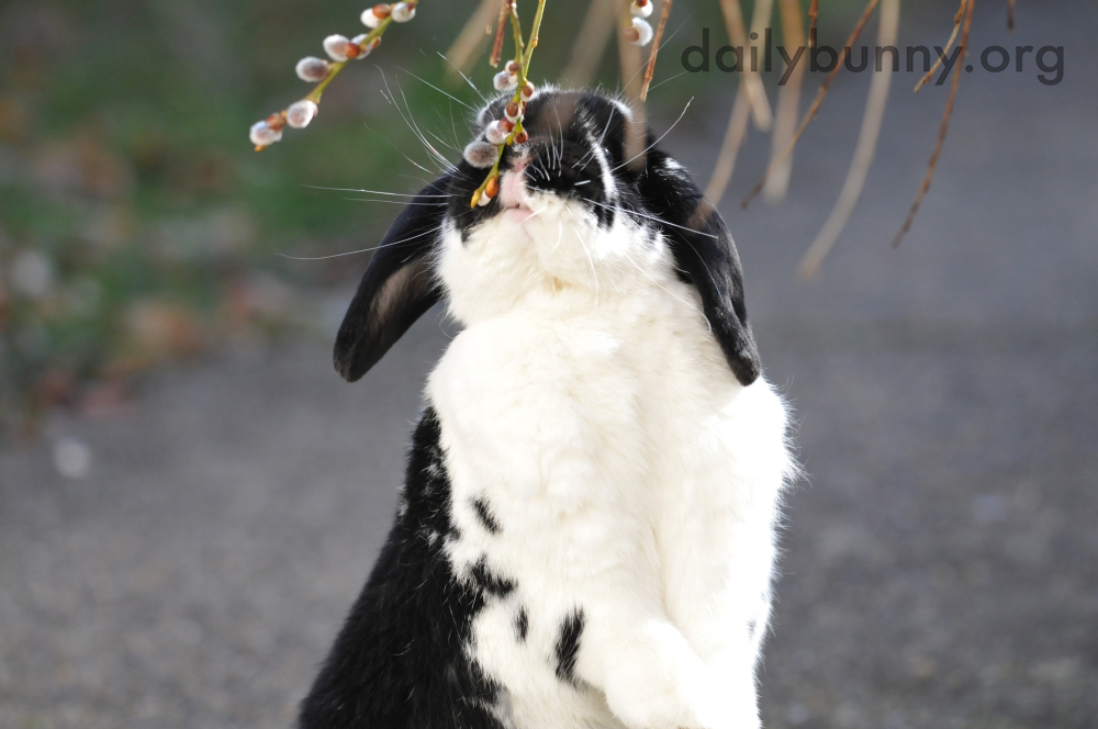 Bunnies Catch Some Air, Taste Some Plants, and Otherwise Explore and Enjoy the Great Outdoors 3