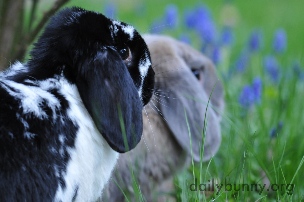 Bunnies Catch Some Air, Taste Some Plants, and Otherwise Explore and Enjoy the Great Outdoors 4
