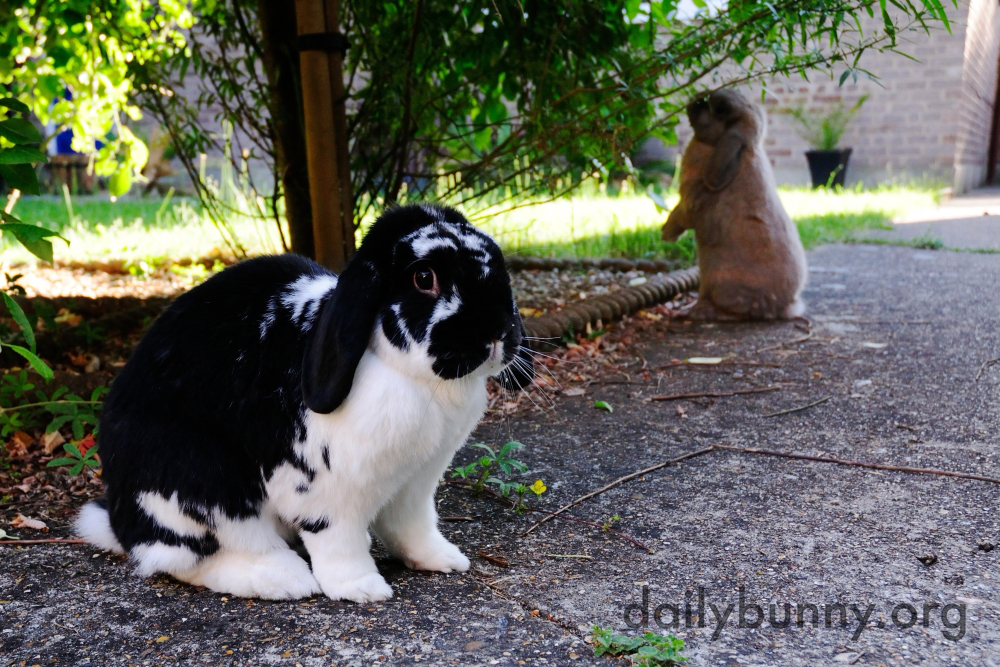 Bunnies Catch Some Air, Taste Some Plants, and Otherwise Explore and Enjoy the Great Outdoors 5