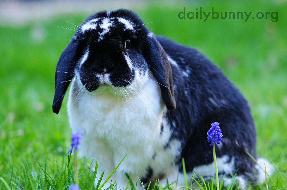 Bunnies Catch Some Air, Taste Some Plants, and Otherwise Explore and Enjoy the Great Outdoors 6