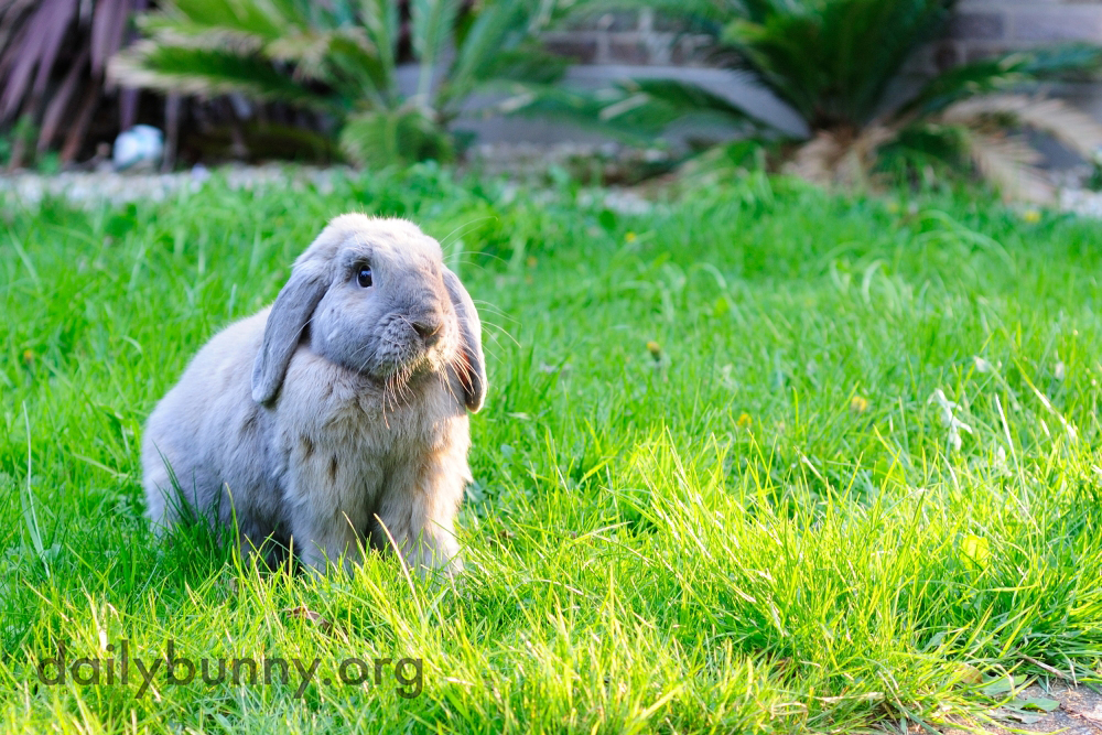 Bunnies Catch Some Air, Taste Some Plants, and Otherwise Explore and Enjoy the Great Outdoors 7