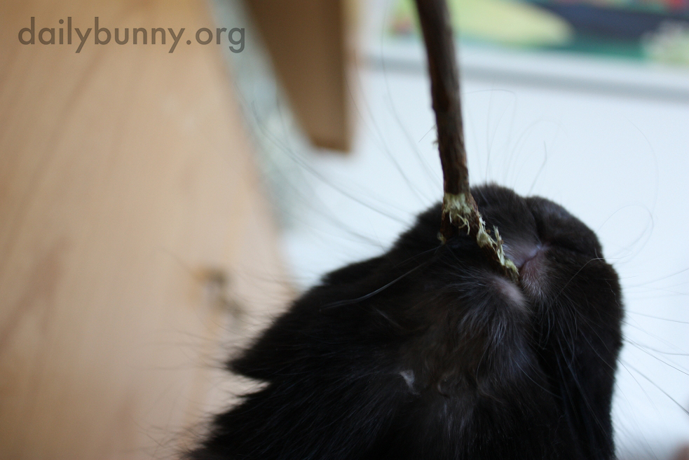 Bunny Finds a Delicious Branch to Nibble On 2