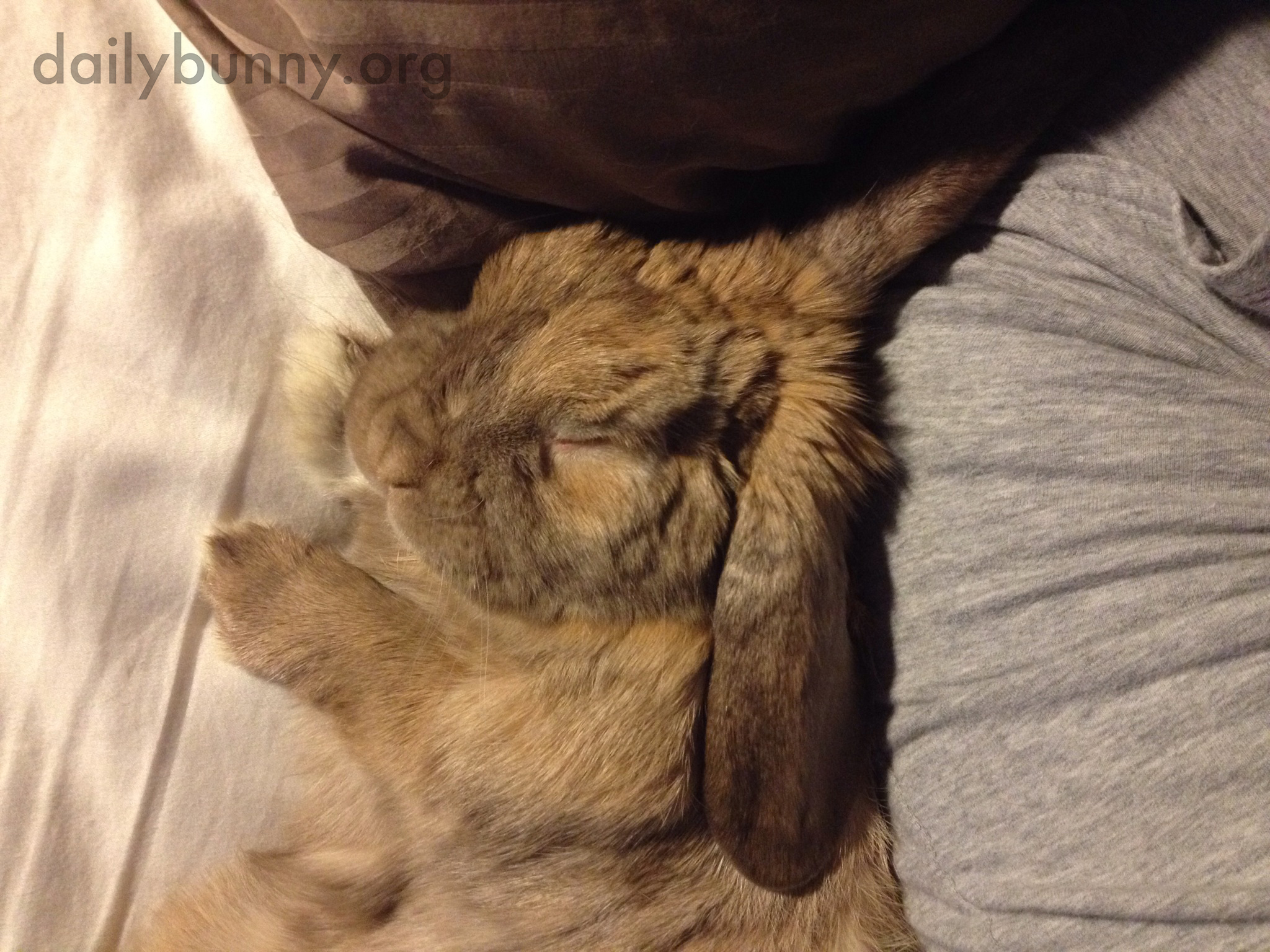 Don't Get Out of Bed or You'll Wake Up Bunny!