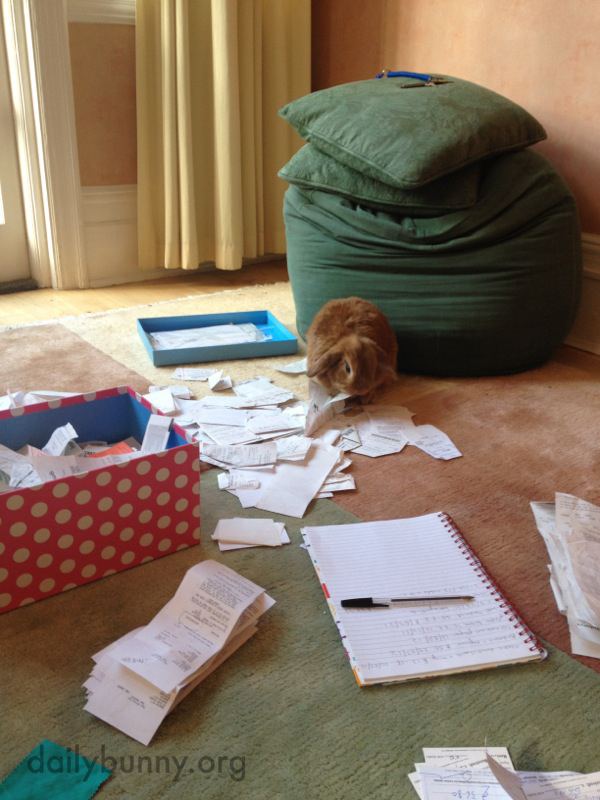 Bunny Helps His Human with the Tax Return