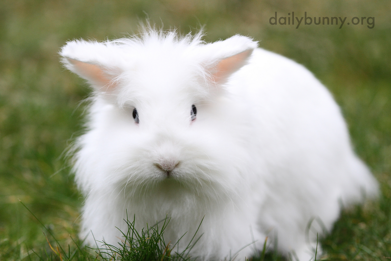 Bunny Is Content to Just Sit in the Grass for Now 2