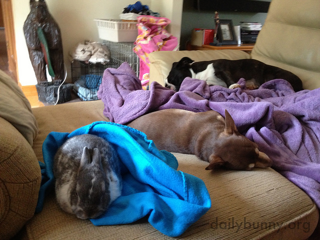 Bunny Joins the Dogs for a Nap 1