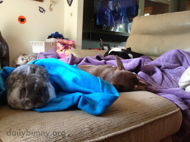 Bunny Joins the Dogs for a Nap 2
