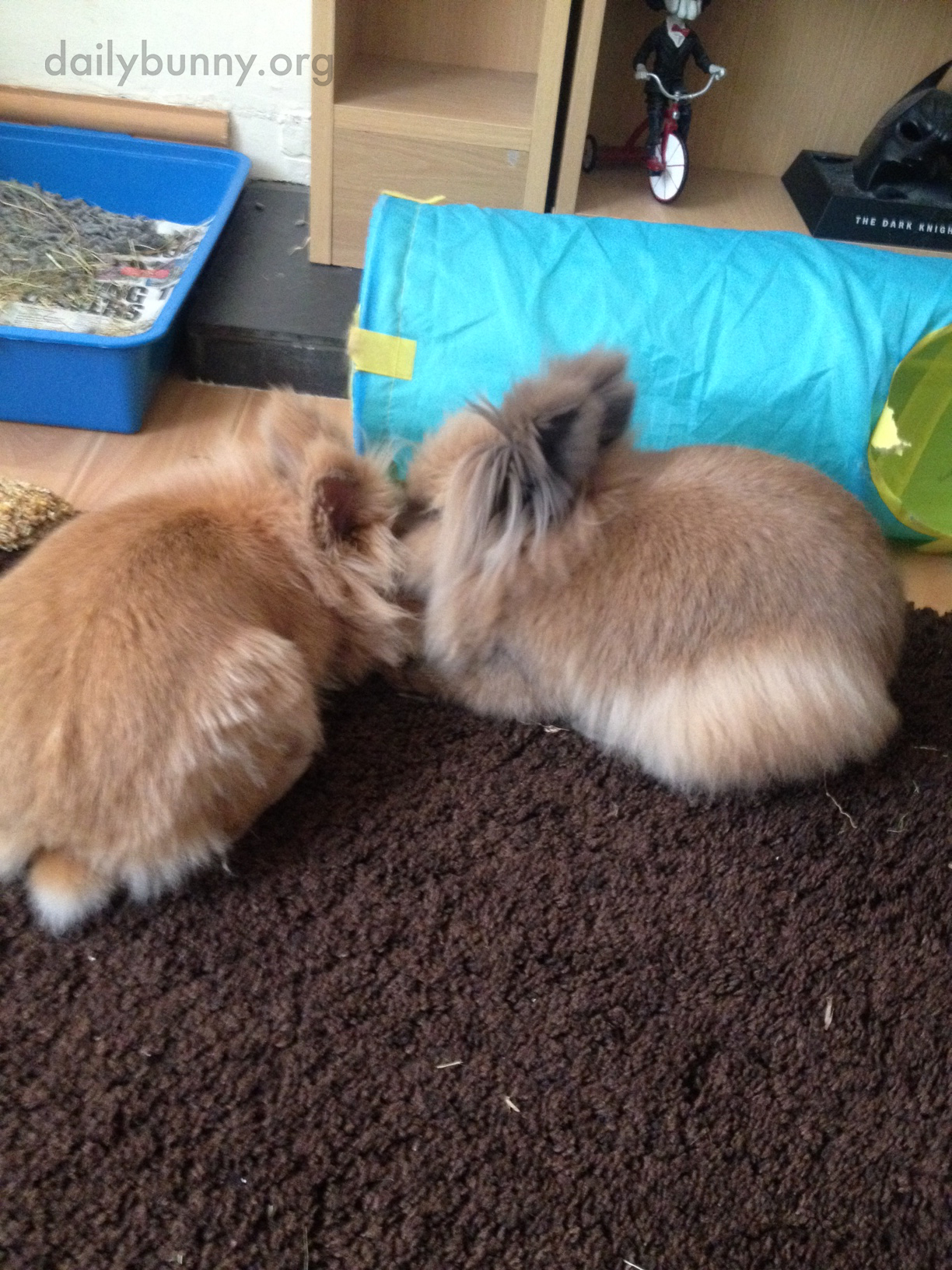 Bunny Brothers Share Kisses After Reuniting 1