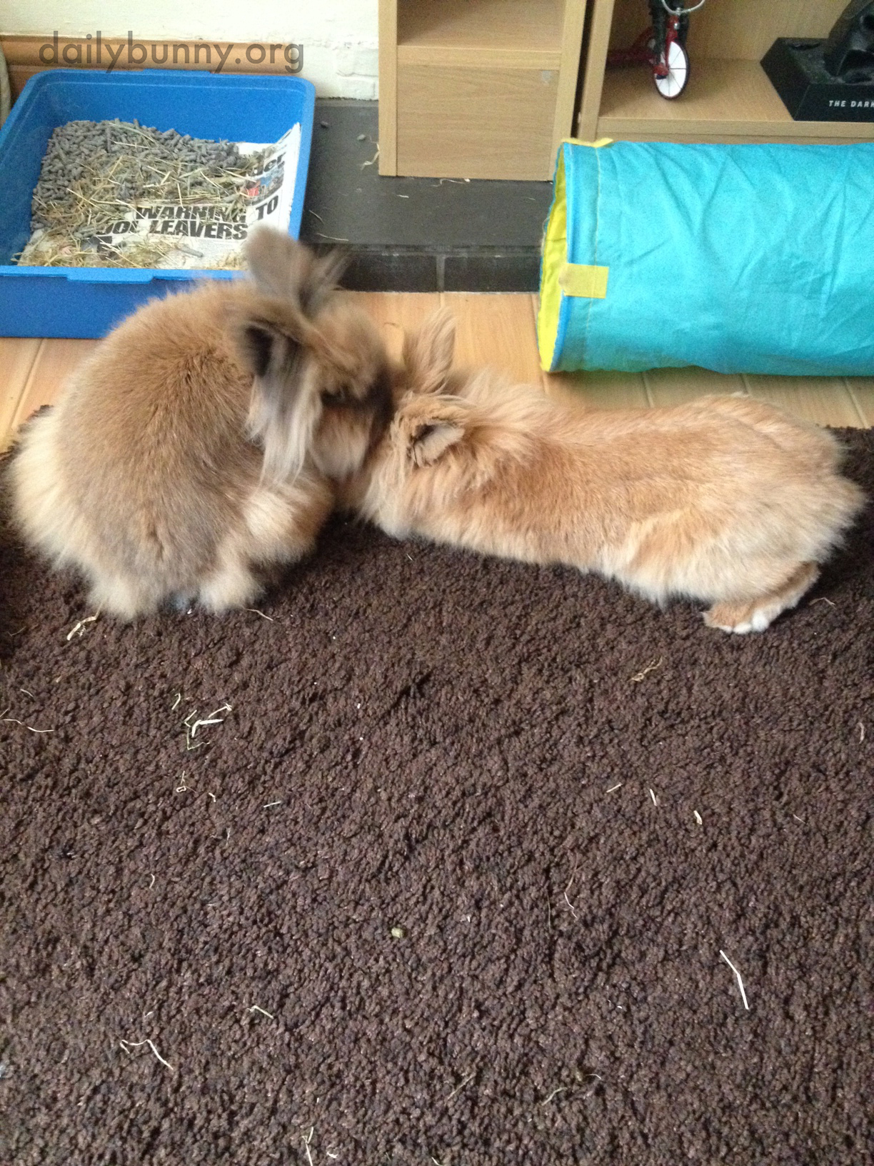 Bunny Brothers Share Kisses After Reuniting 2