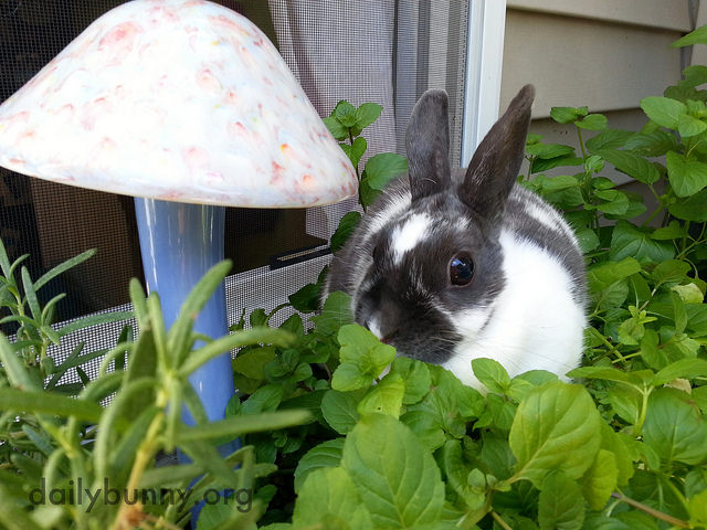 Bunny Sits in Her Herb Garden Among Her Future Meals