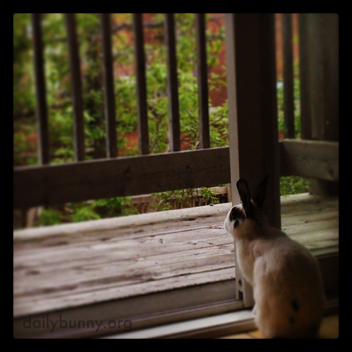 Bunny Checks Out the View from Her New Place