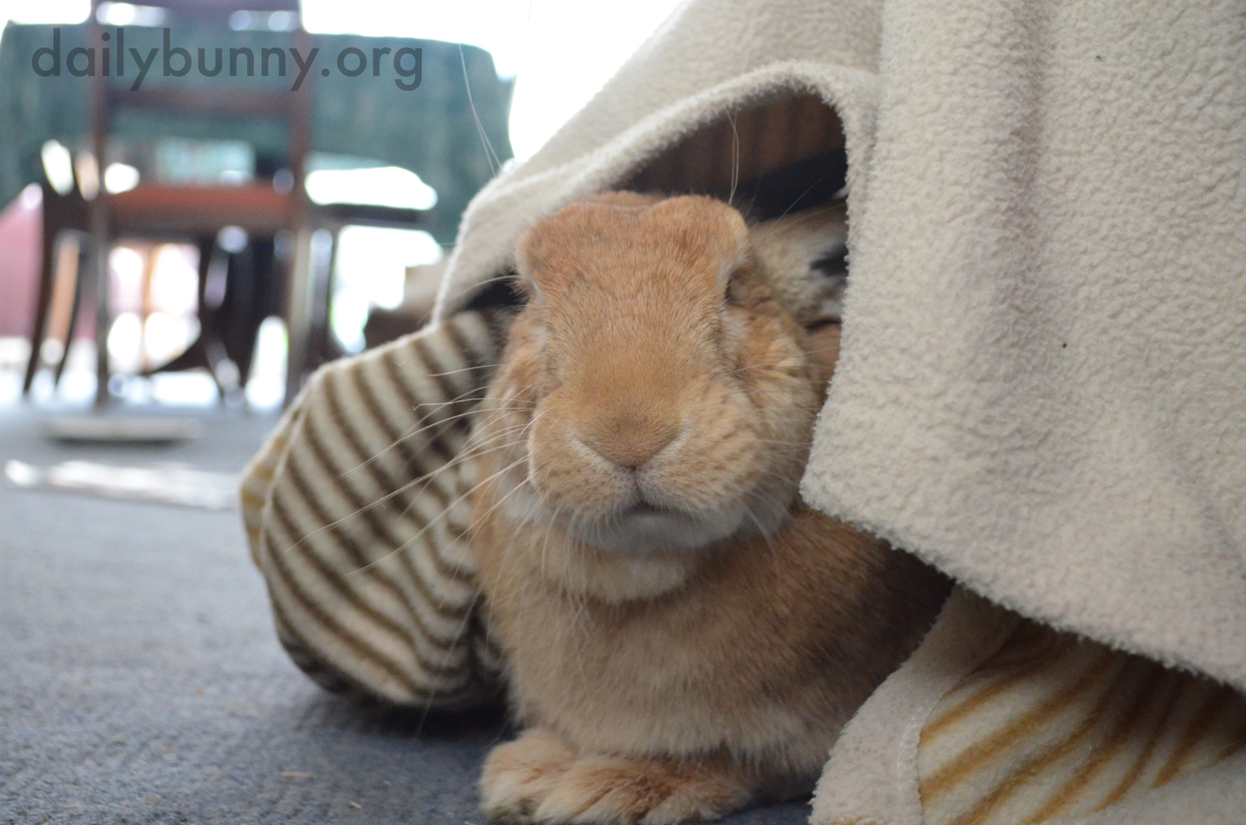 Who Disturbs Bunny in His Blanket Fort?