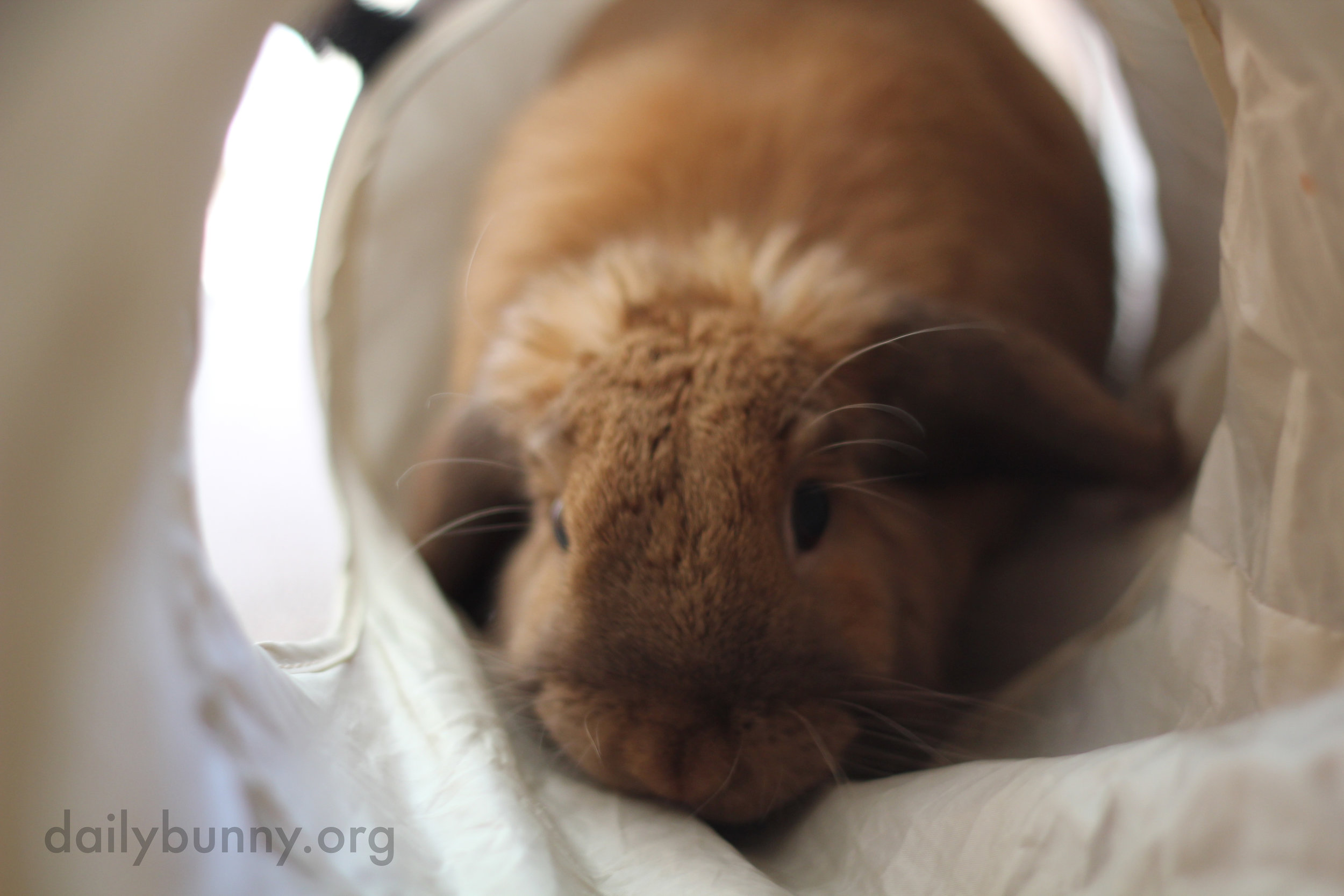 Bunny Will Travel Through Tunnels and Stand Up Tall to Be Near His Human 1