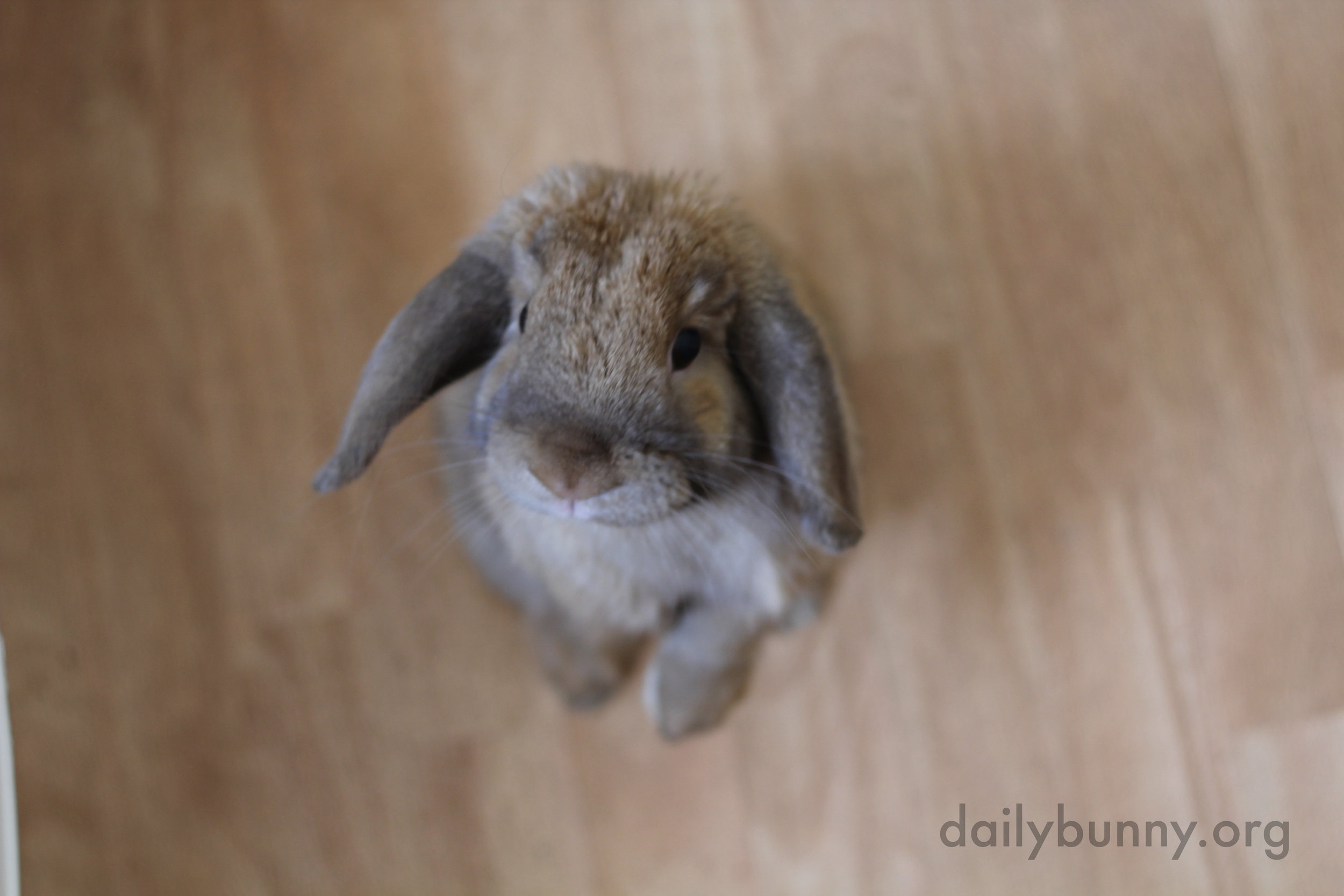 Bunny Will Travel Through Tunnels and Stand Up Tall to Be Near His Human 2