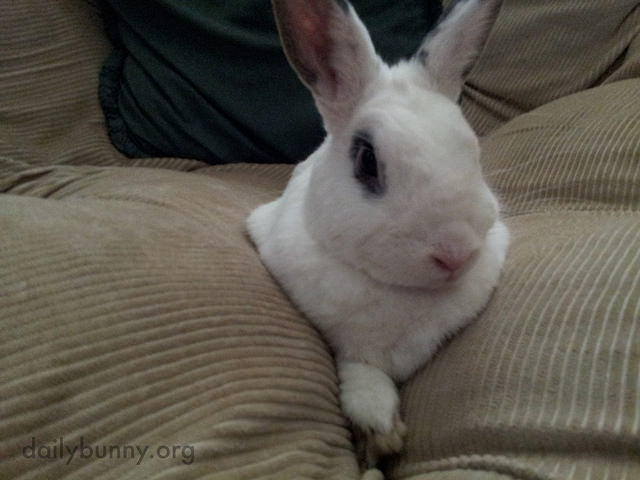 Bunny Falls Between the Couch Cushions