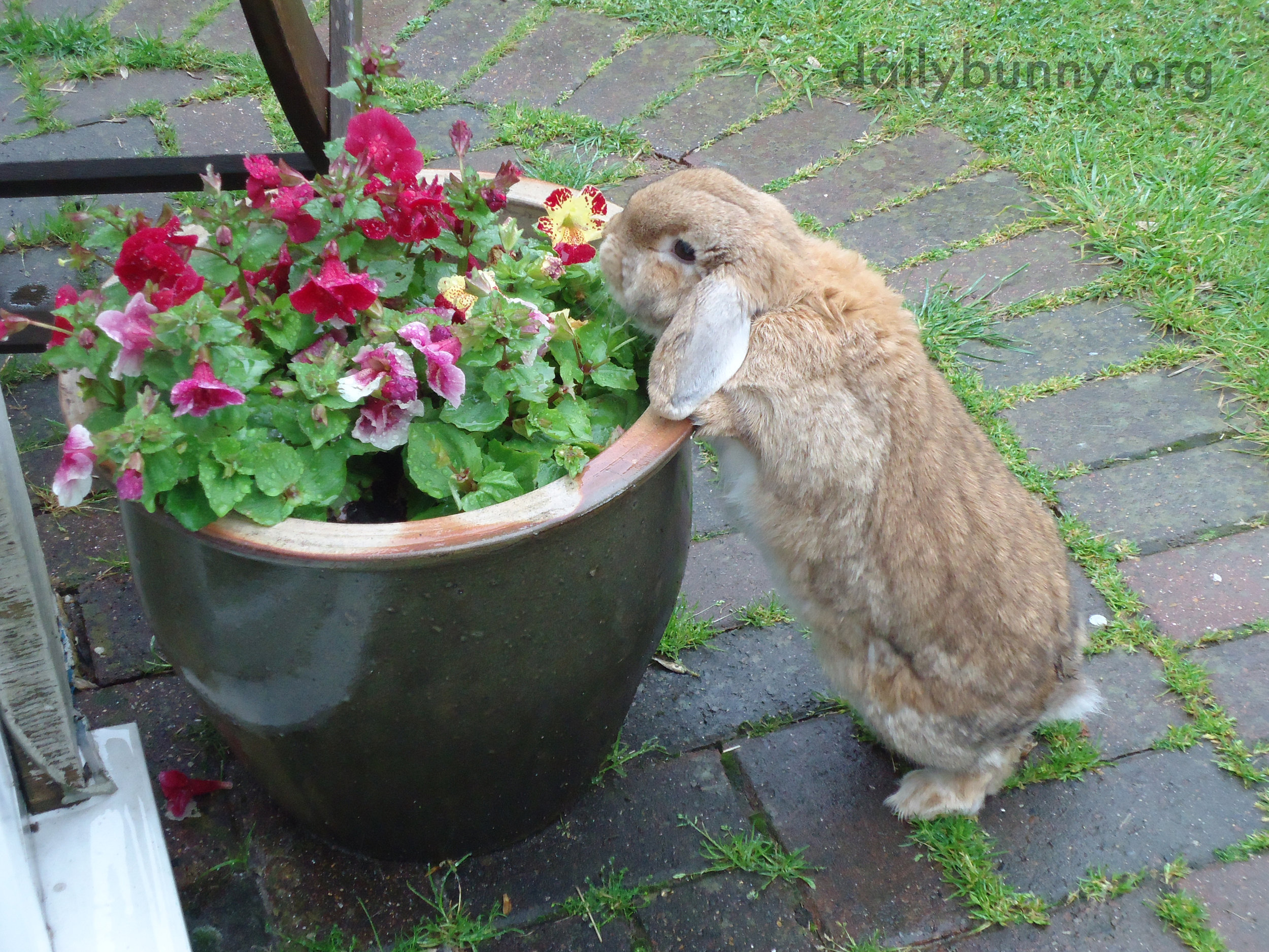 Bunny Has Found the Flowers and Will Help Herself 1