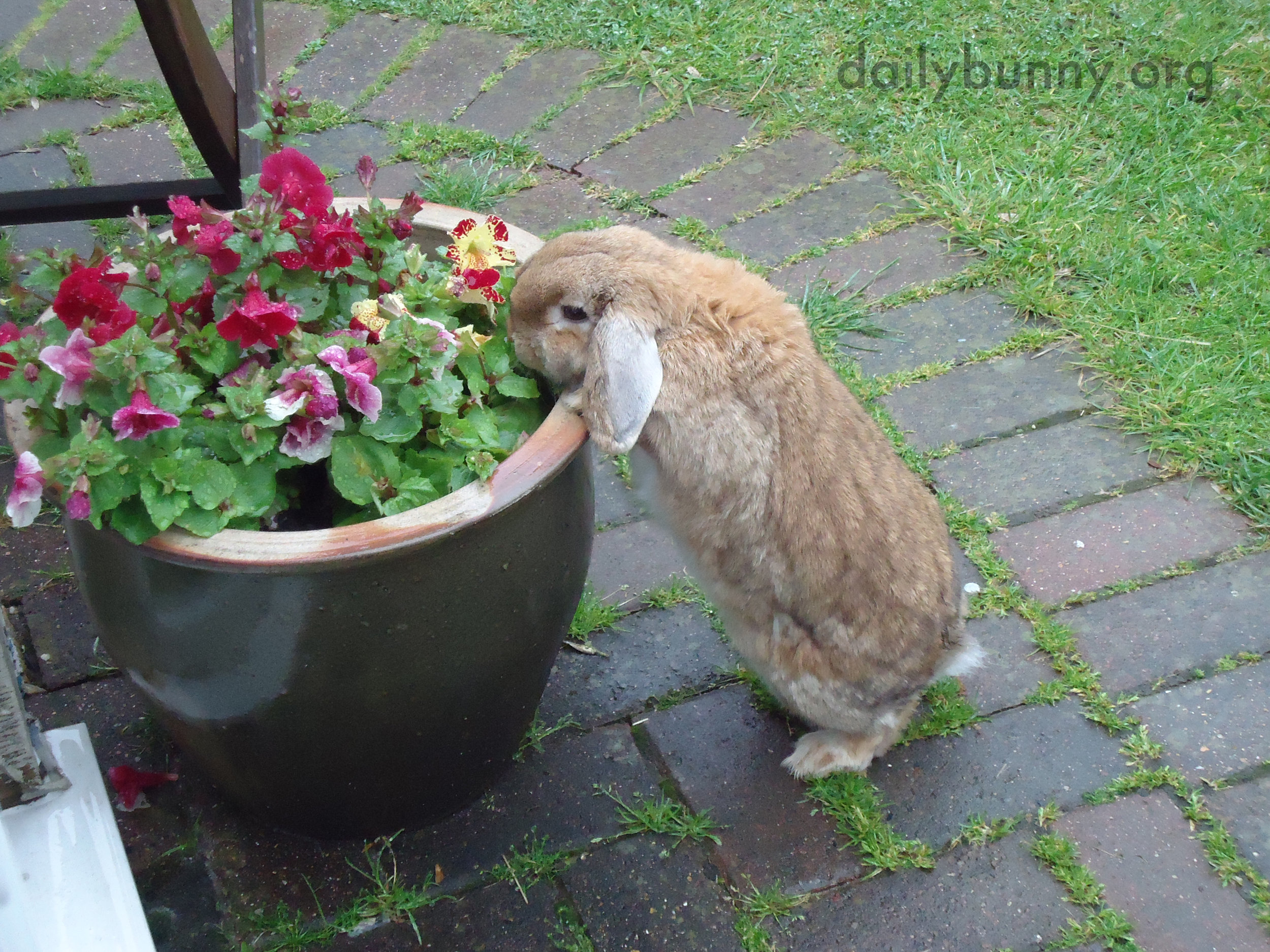 Bunny Has Found the Flowers and Will Help Herself 2
