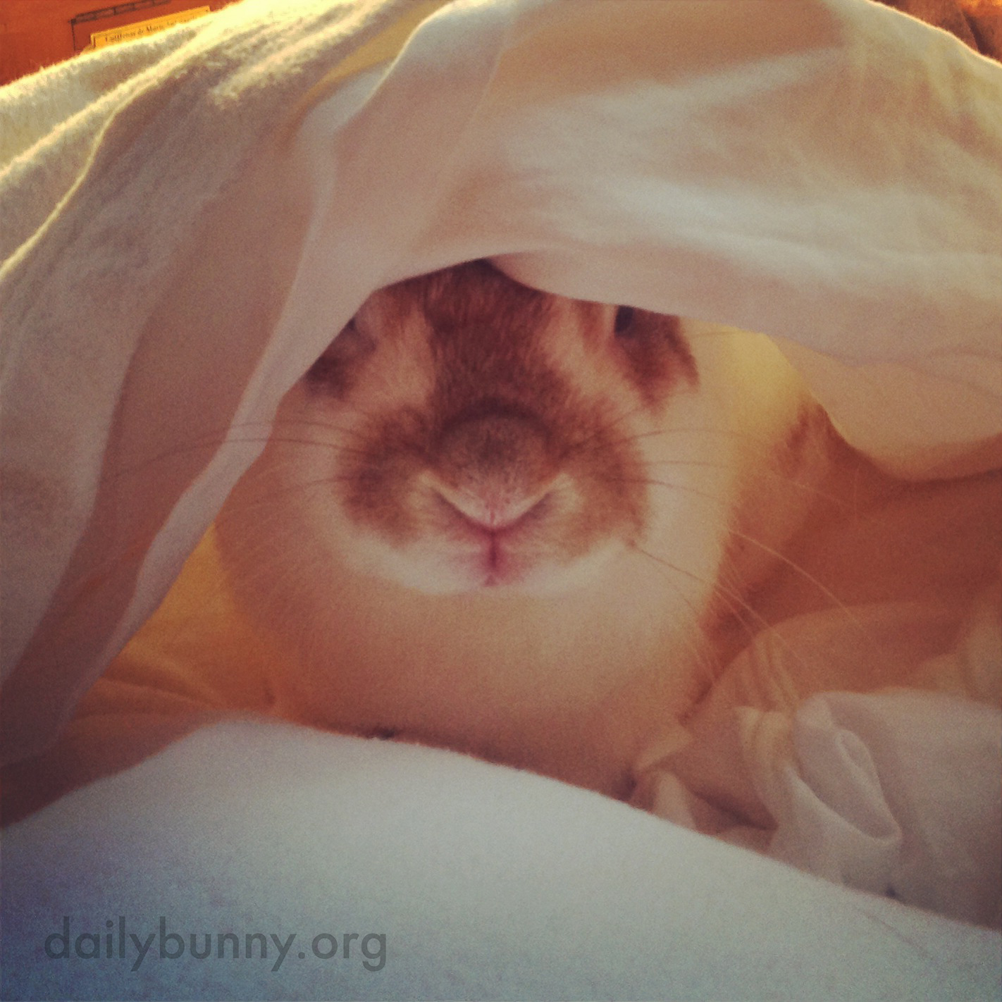 Surprise! Bunny's Hiding Under the Covers!