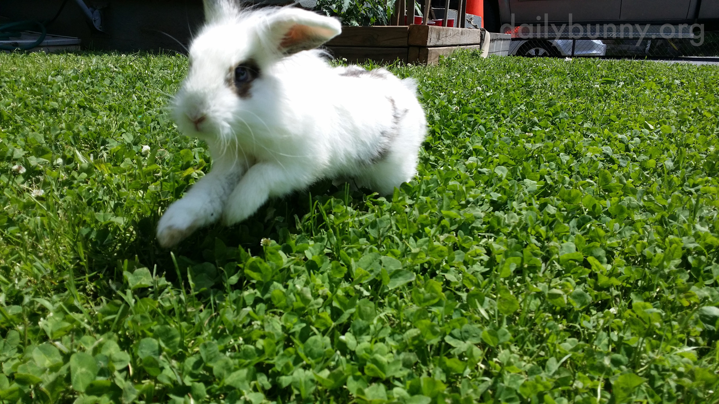 Bunny Romps Through the Grass