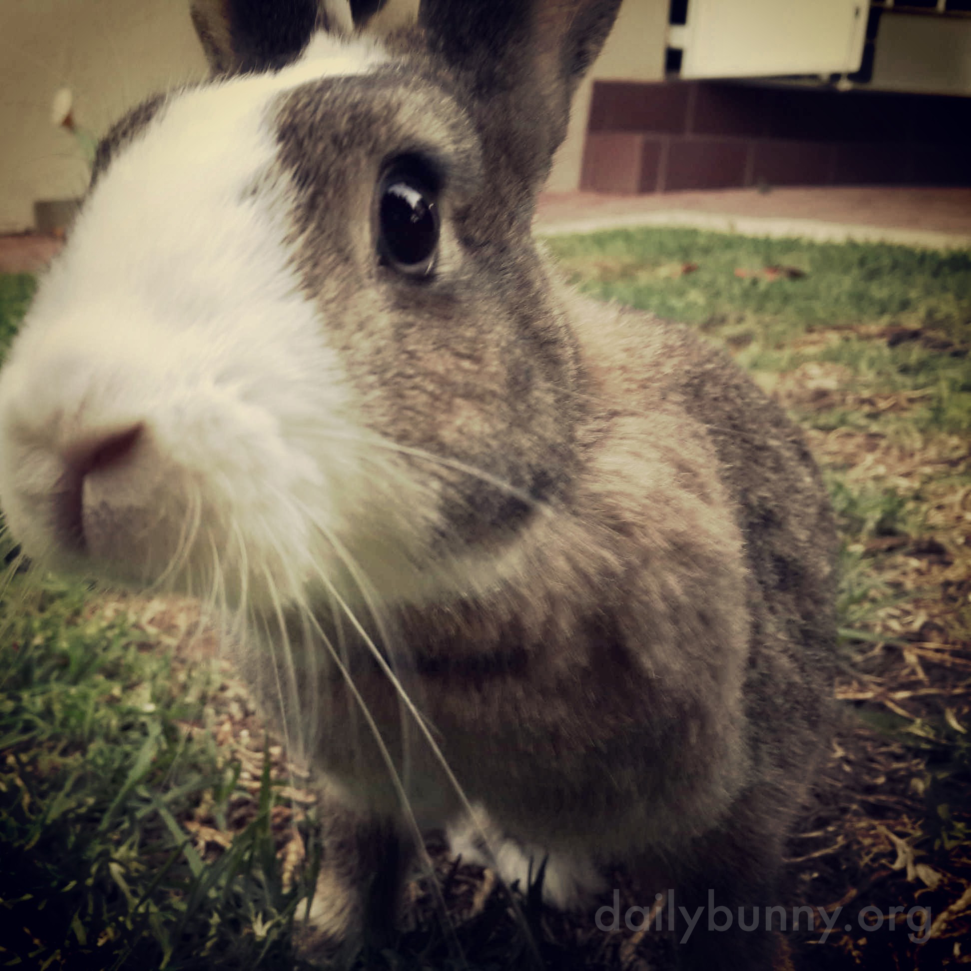 Bunny Seems More Interested in the Camera Than in the Yard