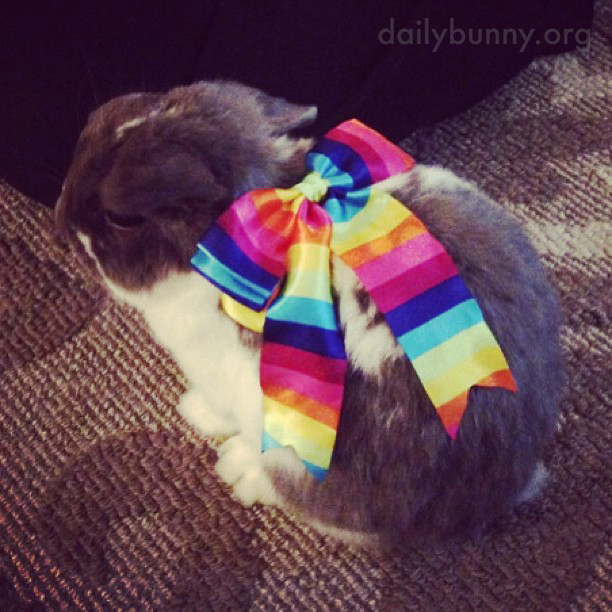 Bunny Is Ready to Go Out on the Town