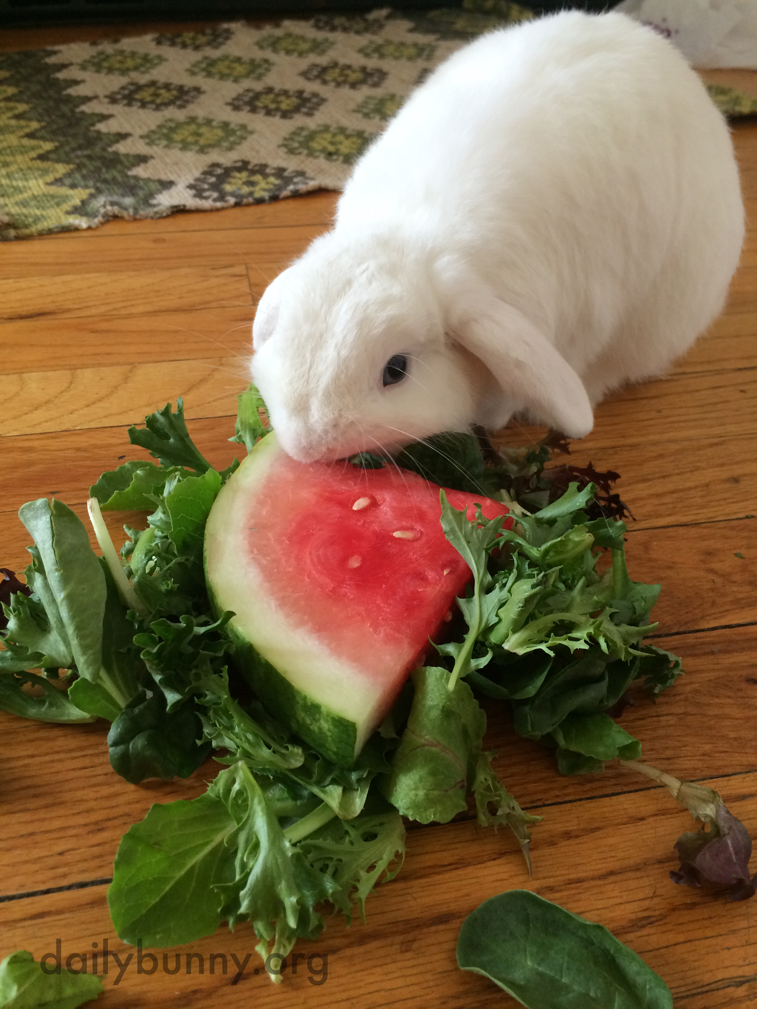 Bunny Enjoys a Bit of Watermelon Salad on a Hot Summer Day