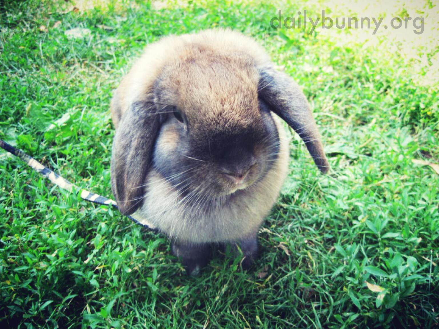 Bunny Gets in a Photograph Before Embarking on a Yard Exploration