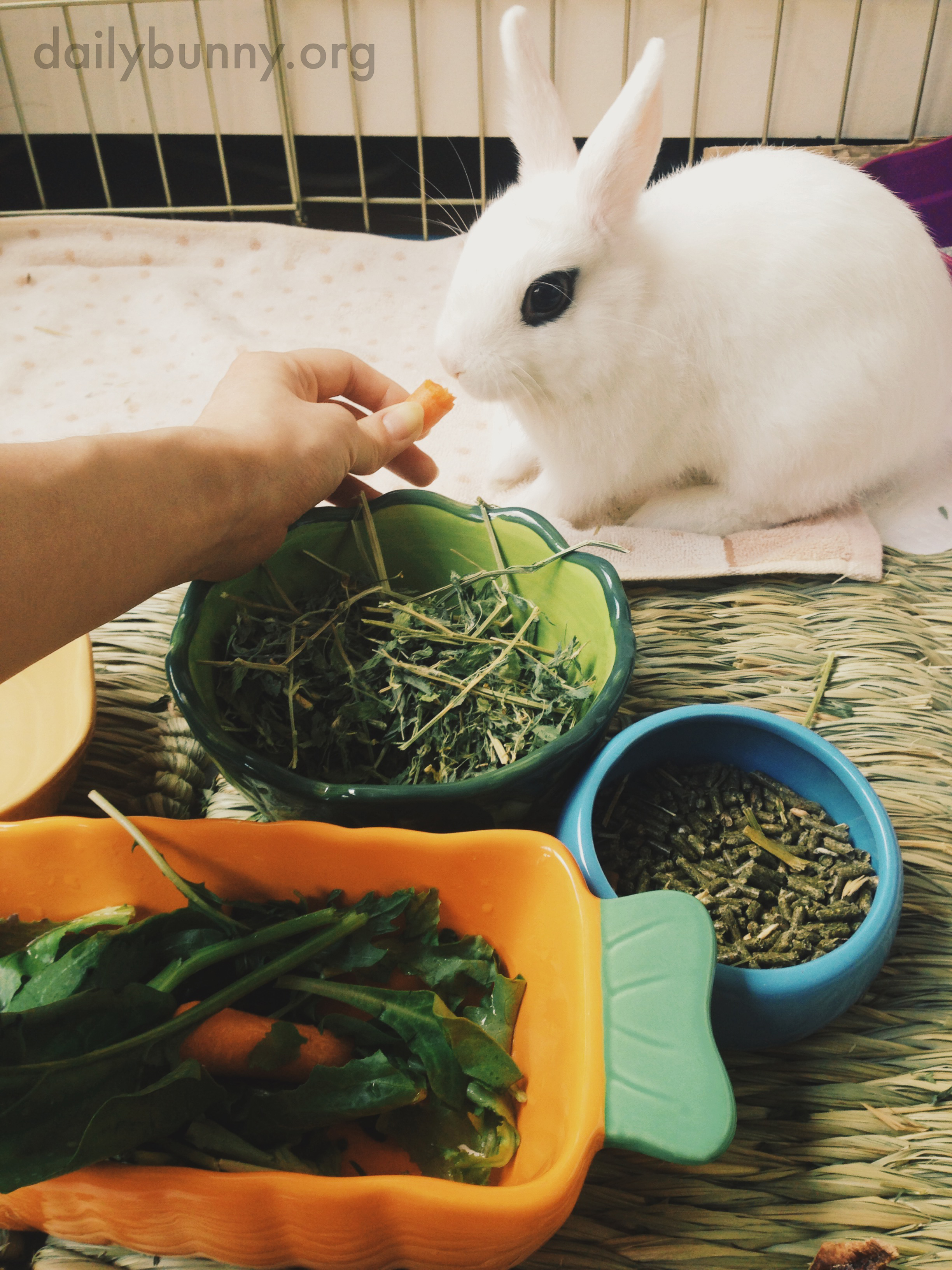 Bunny Tastes Vegetables for the First Time