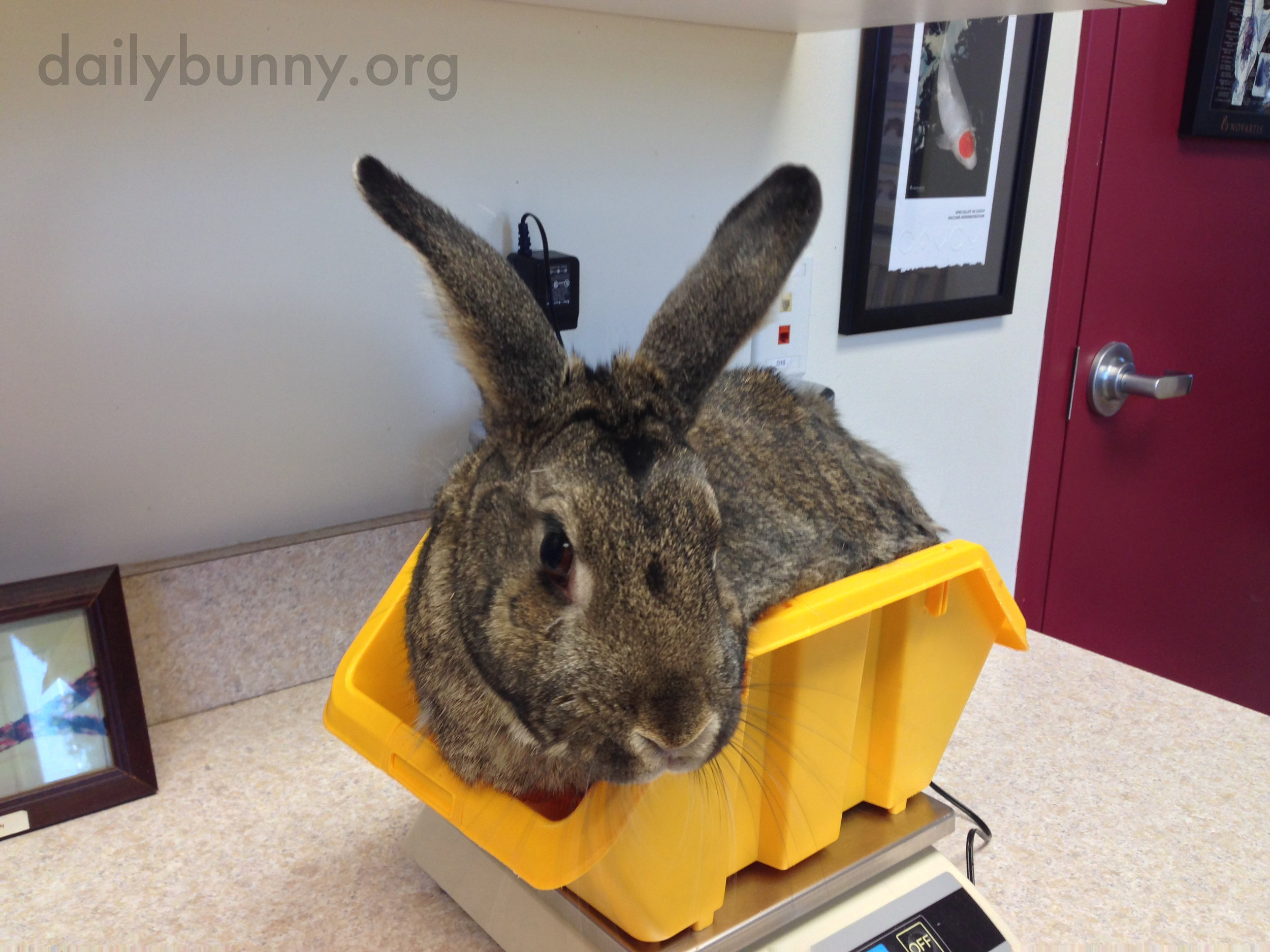 Bunny Looks a Little Shy About Being Weighed