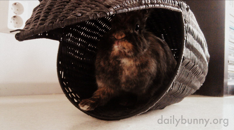 Bunny Has Discovered What a Good Hiding Place the Wastepaper Basket Can Be